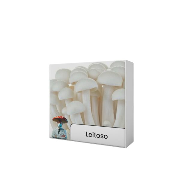 Cogumelo Leitoso (Calocybe indica) - Cultura Líquida - Image 4