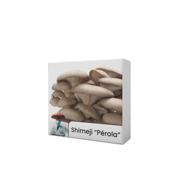 Shimeji "Pérola" (Pleurotus ostreatus) - Cultura Líquida - Image 4