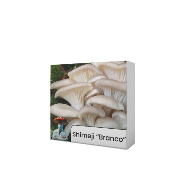 Shimeji "Branco" (Pleurotus ostreatus) - Cultura Líquida - Image 4