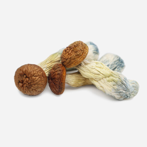 penis envy psilocybe cubensis desidratado