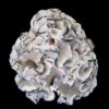 Enigma Tidal Wave - P. cubensis - Amostra Taxonômica Premium