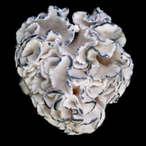 Enigma Tidal Wave - P. cubensis - Amostra Taxonômica Premium