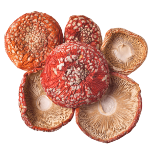 amanita muscaria desidratado amostra taxonômica cogumelo do mario