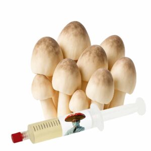 Cogumelo da Palha (Volvariella volvacea) – Semente Cultura Líquida