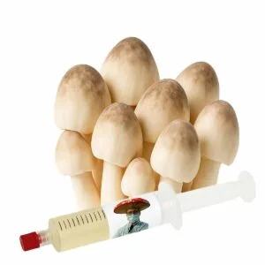 Cogumelo da Palha (Volvariella volvacea) – Semente Cultura Líquida