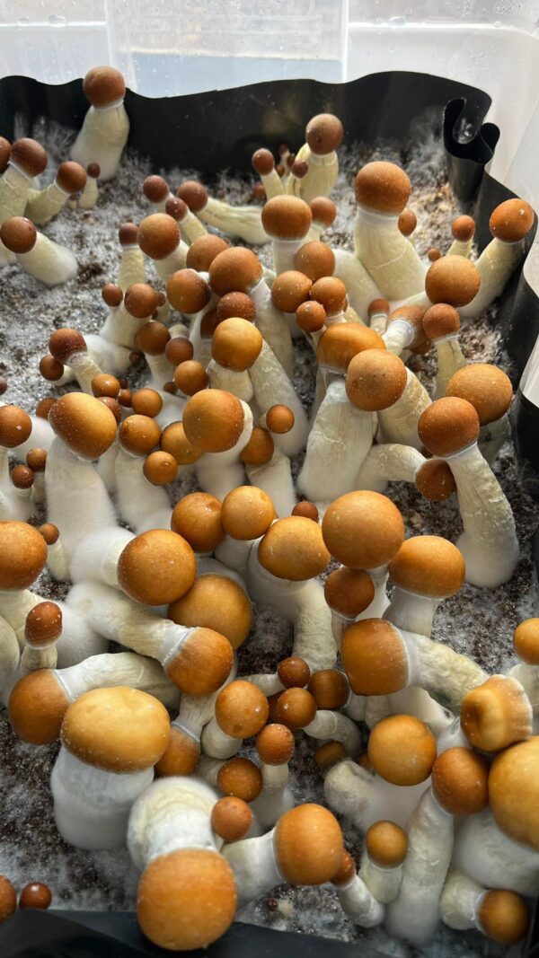 Penis Envy 7 Super (PE7) - P. cubensis - Amostra Taxonômica - Image 2