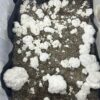 Enigma Tidal Wave - P. cubensis - Amostra Taxonômica Premium - Image 2
