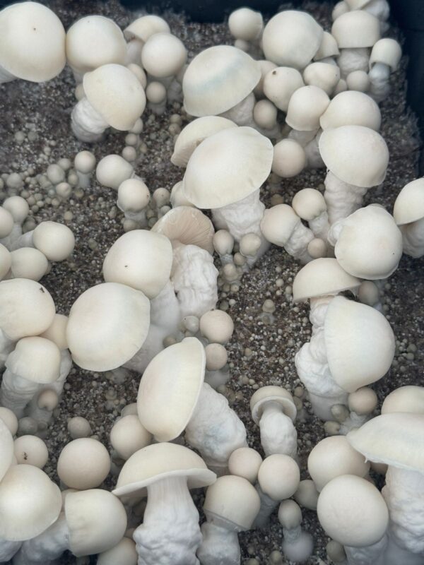 Albino Penis Envy (APE) - P. cubensis - Amostra Taxonômica - Image 2