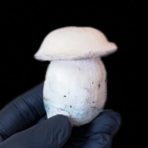 albino penis envy