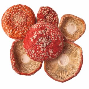 chapéus amanita muscaria desidratados