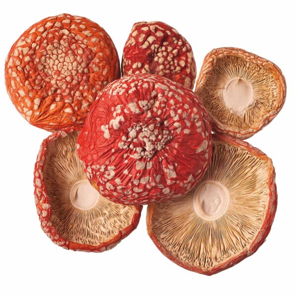 chapéus amanita muscaria desidratados