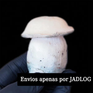 Albino Penis Envy (APE) - P. cubensis - Amostra Taxonômica