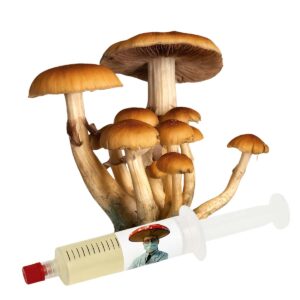 B+ (Psilocybe cubensis) – Semente Cultura Líquida