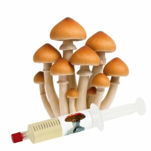 Cambodian (Psilocybe cubensis) – Semente Cultura Líquida