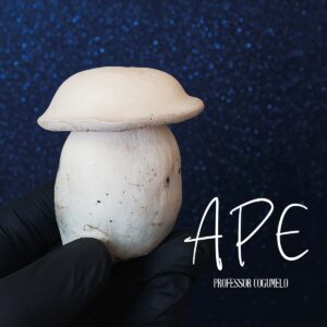 albino penis envy ape psilocybe cubensis professor cogumelo