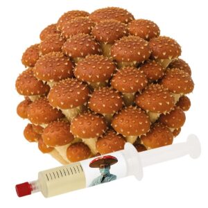 cultura líquida cogumelo castanha pholiota adiposa