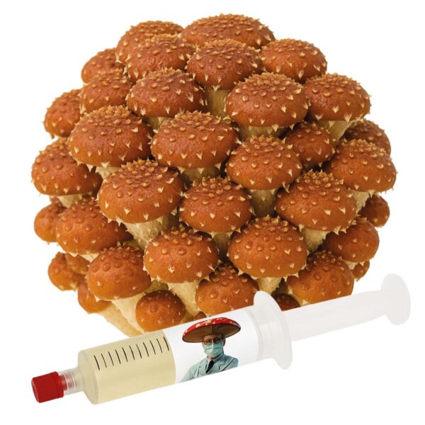 cultura líquida cogumelo castanha pholiota adiposa
