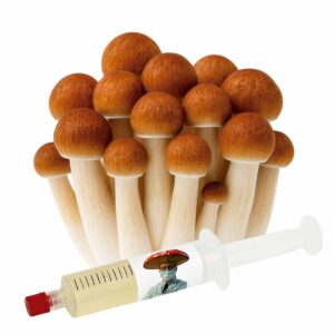 Penis Envy 7 Plus (Psilocybe cubensis) PE7 – Semente Cultura Líquida