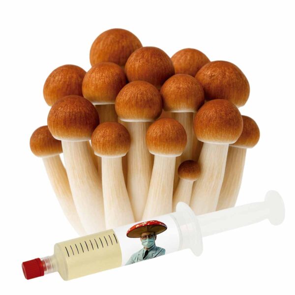 Penis Envy 7 Plus (Psilocybe cubensis) PE7 – Semente Cultura Líquida