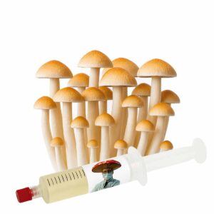 Golden Teacher (Psilocybe cubensis) – Semente Cultura Líquida
