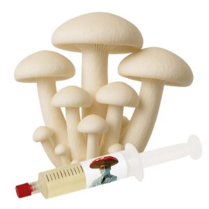 cultura líquida cogumelo leitoso calocybe indica