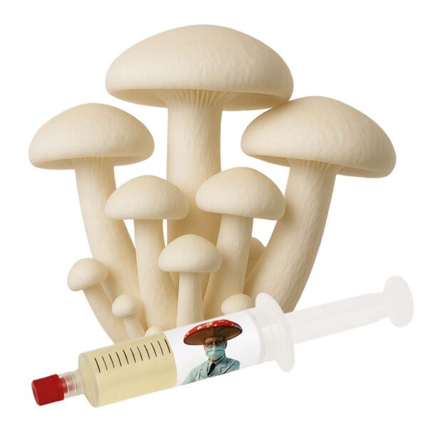 cultura líquida cogumelo leitoso calocybe indica
