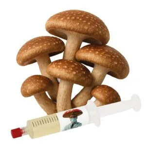 cultura líquida shiitake