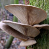Shimeji Marrom (Pleurotus pulmonarius) - Cultura Líquida - Image 4