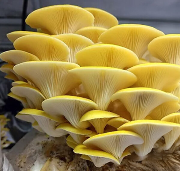 Shimeji Amarelo (Pleurotus citrinopileatus) - Cultura Líquida - Image 4