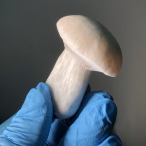 True Albino Teacher (TAT) - P. cubensis - Amostra Taxonômica