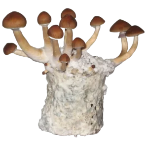 kit cultivo fácil de cogumelos