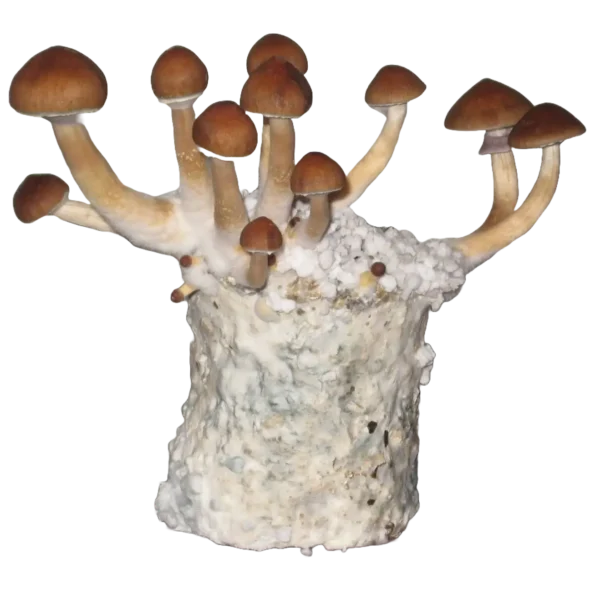 kit cultivo fácil de cogumelos