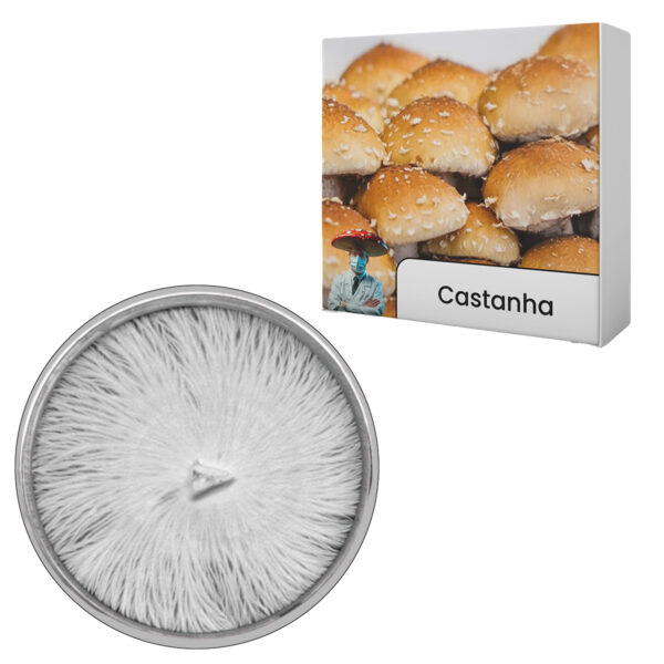 semente em placa cogumelo castanha