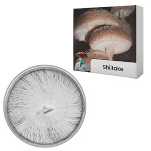 cultura em placa shiitake