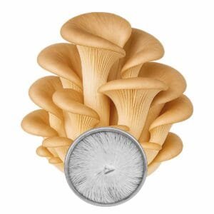 Cultura em Placa de Pleurotus pulmonarius: O Shimeji Marrom