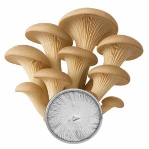 Cultura em Placa - Shimeji "Pérola" (Pleurotus ostreatus)