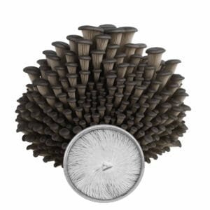 Cultura em Placa de Shimeji Preto - Semente Pleurotus ostreatus