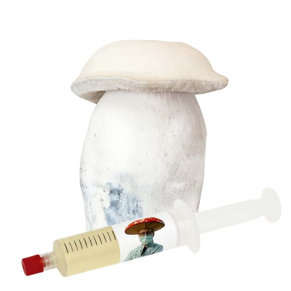 Albino Penis Envy APE (Psilocybe cubensis) – Semente Cultura Líquida