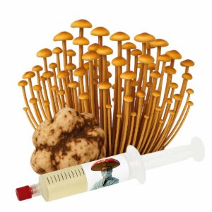 Galindoi (Psilocybe galindoi) – Semente Cultura Líquida