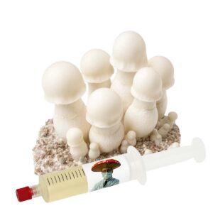 Ghost (Psilocybe cubensis) – Semente Cultura Líquida