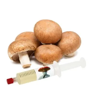 Champignon Paris / Portobello (Agaricus bisporus) – Semente Cultura Líquida