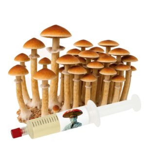 Thai Pink Buffalo (Psilocybe cubensis) – Semente Cultura Líquida