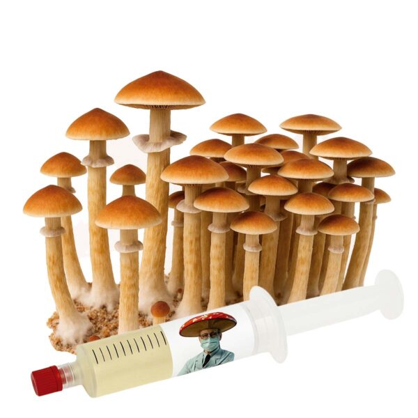 Thai Pink Buffalo (Psilocybe cubensis) – Semente Cultura Líquida