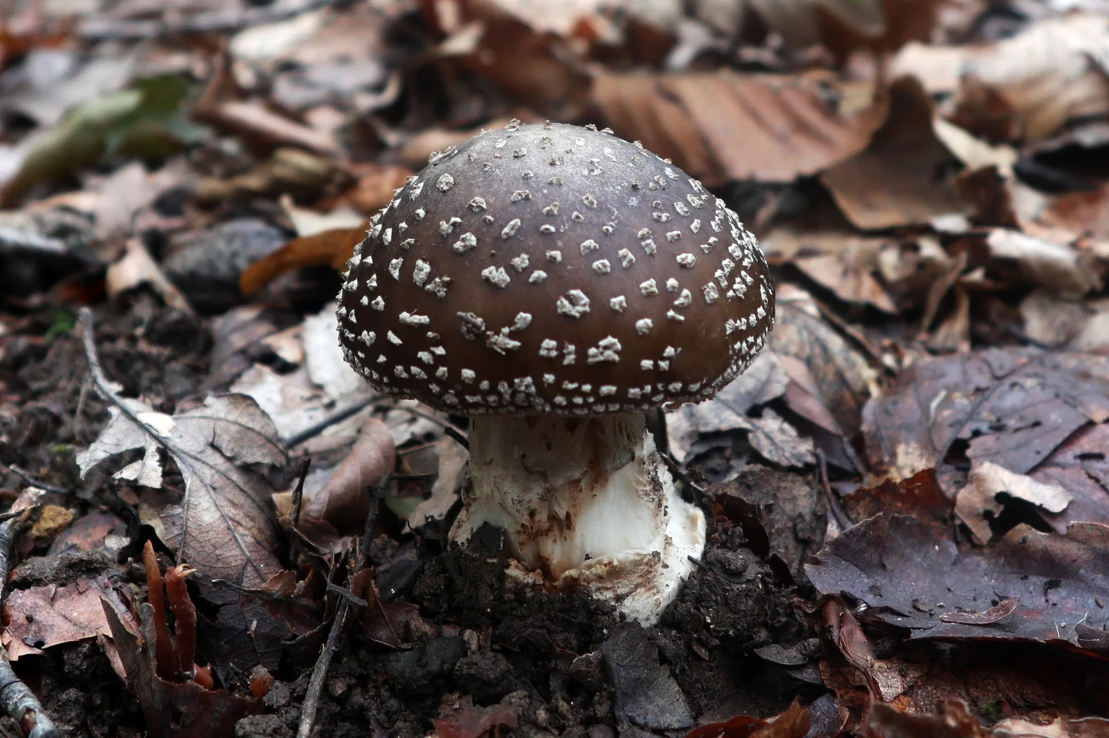 amanita pantherina