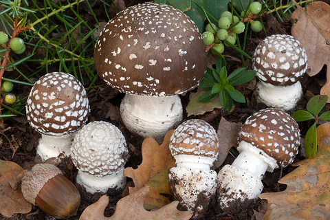 amanita pantherina