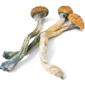 Golden Teacher - P. cubensis - Amostra Taxonômica