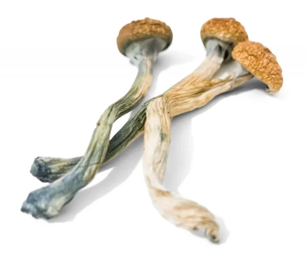 Golden Teacher - P. cubensis - Amostra Taxonômica