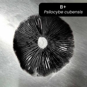 carimbo de esporos b+ psilocybe cubensis