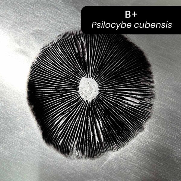 carimbo de esporos b+ psilocybe cubensis