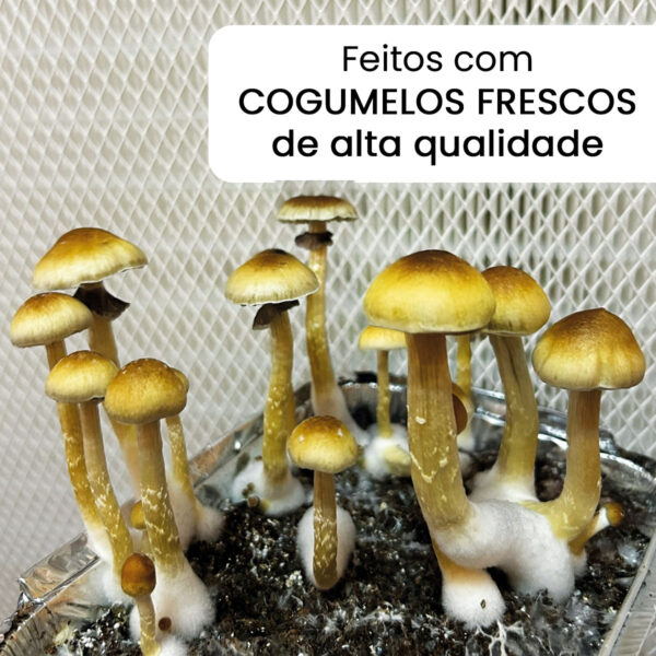 B+ (Psilocybe cubensis) - Carimbo de Esporos - Image 4